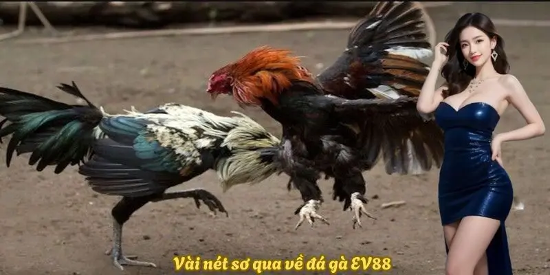 Vài nét sơ qua về đá gà EV88